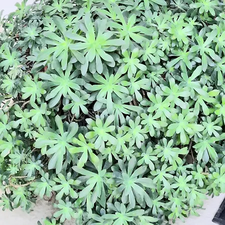 Apartmán Blue Sea *